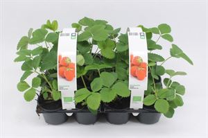 Afbeelding van Aardbei middelaat "Verdi" Bio